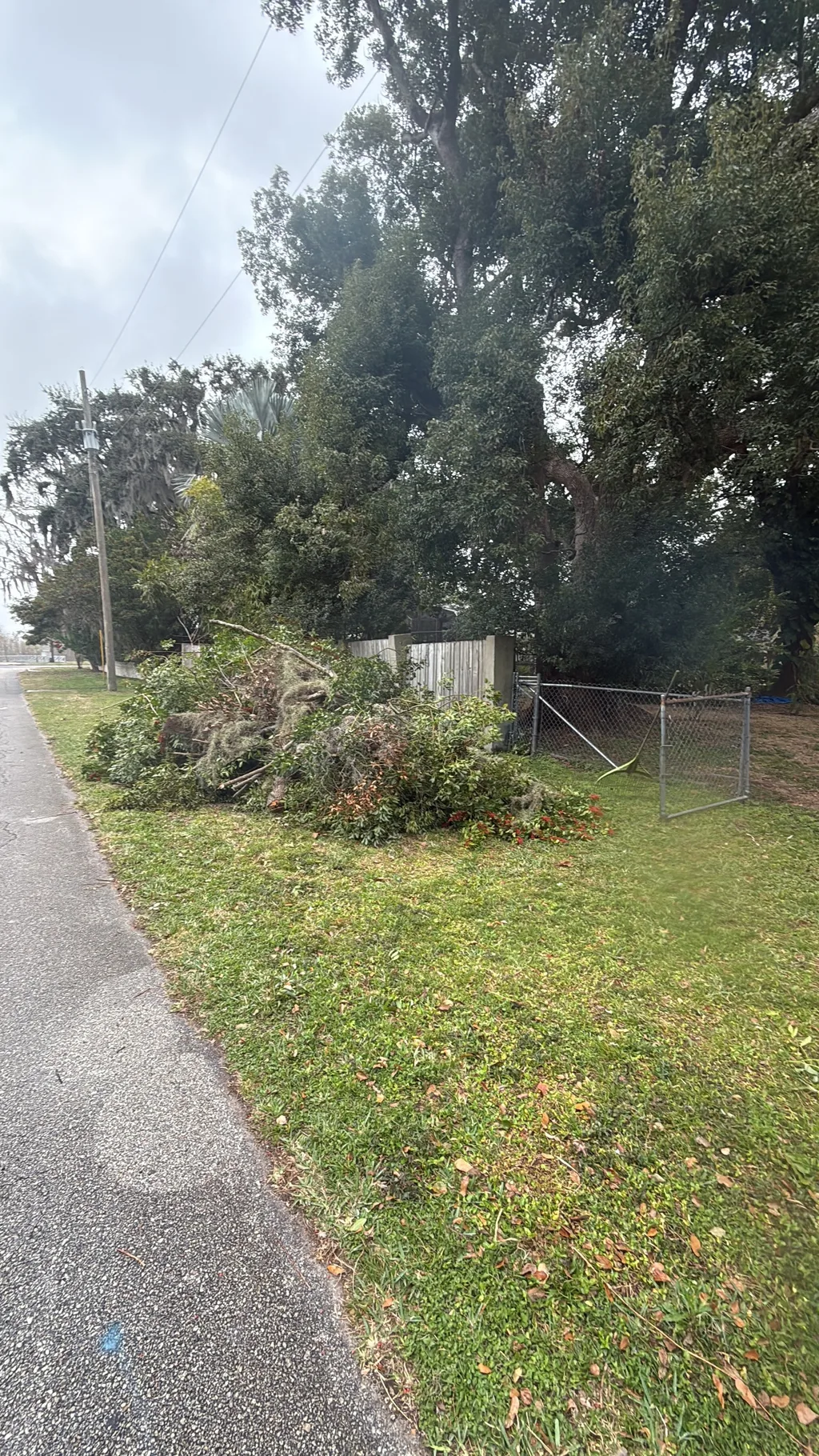 Cut brush piled along a chain link fence after clearing a roadside property