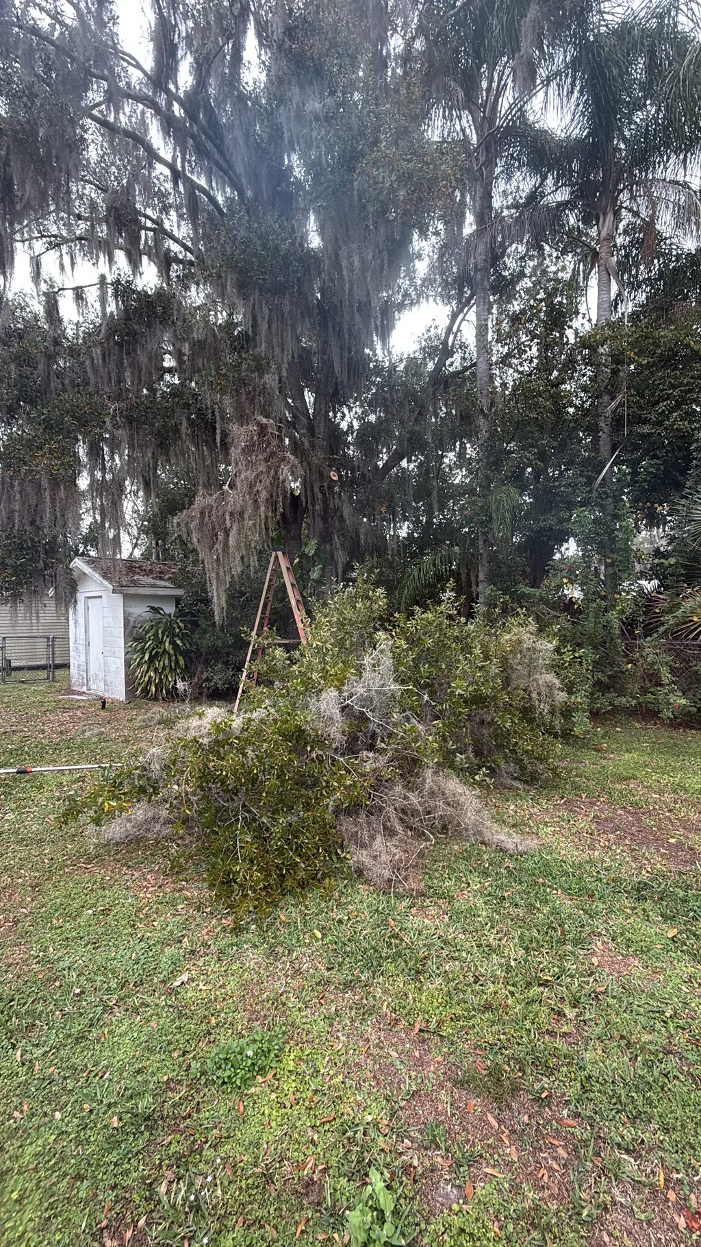 Overgrown yard with heavy brush and low hanging branches around a small outbuilding