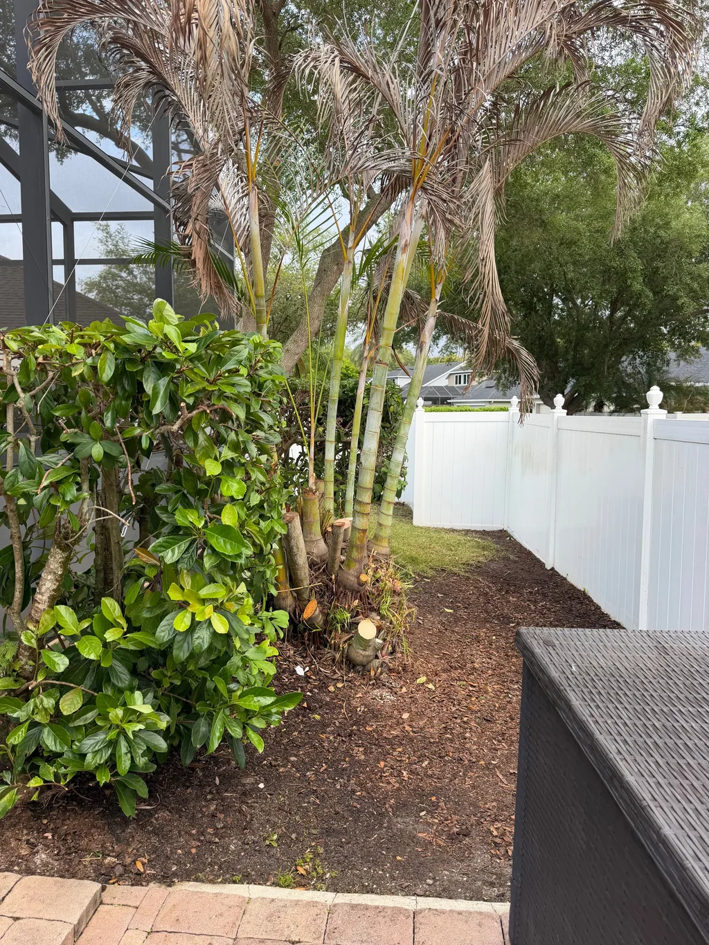 Cluster of palms trimmed back beside a hedge and a white vinyl privacy fence