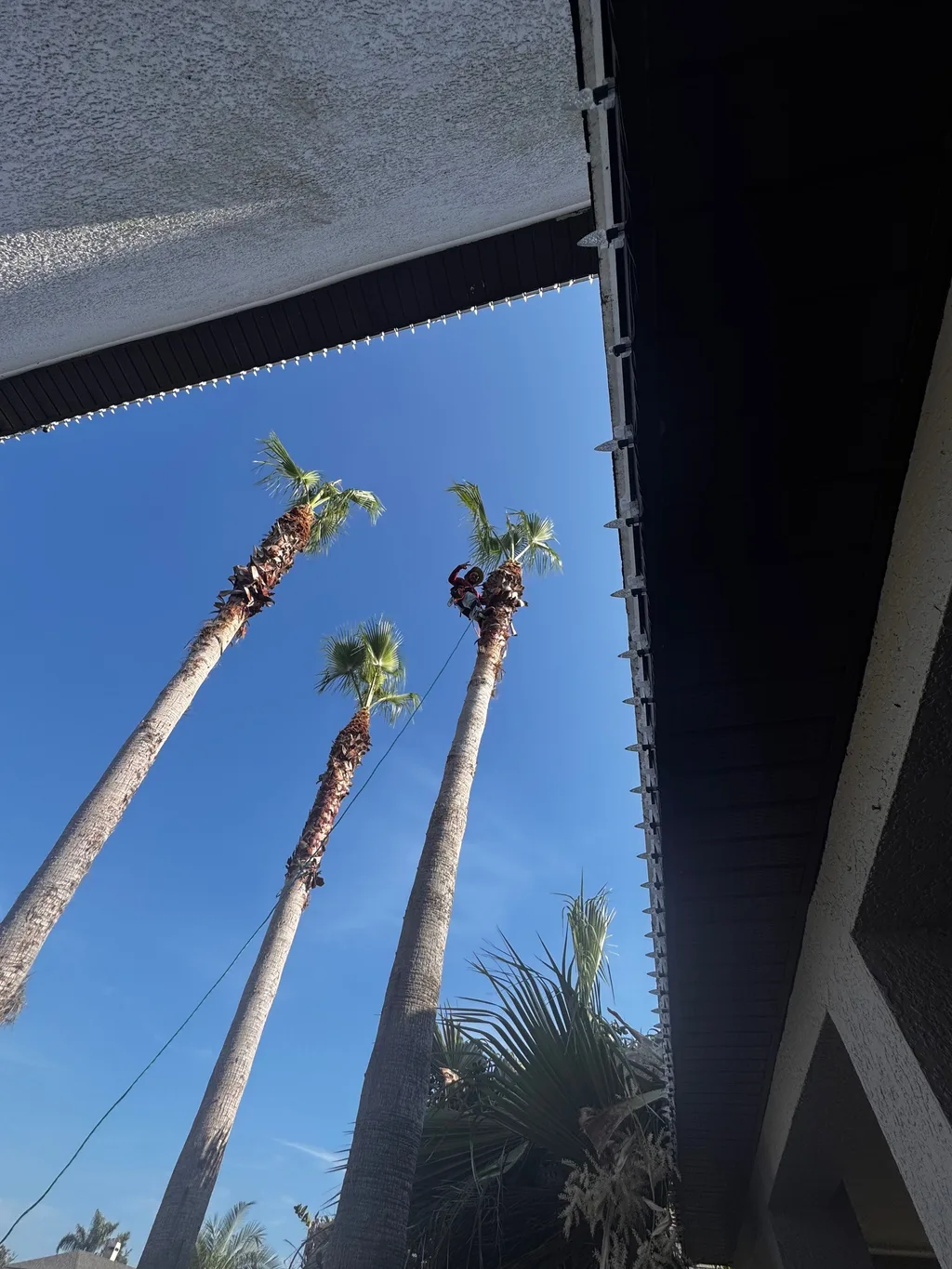 Freshly trimmed palm crowns against a bright blue sky above a screened enclosure