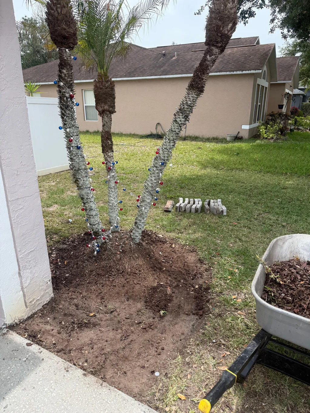 Trimmed palm trunks standing in a fresh soil ring beside a stucco wall and lawn